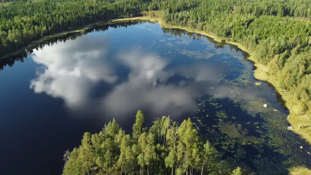 Dense northern pine forest surrounding a calm digital lake
