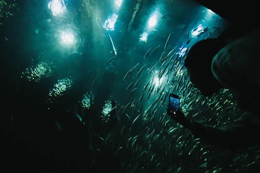 Underwater view of a large digital Northern Pike stalking a lure