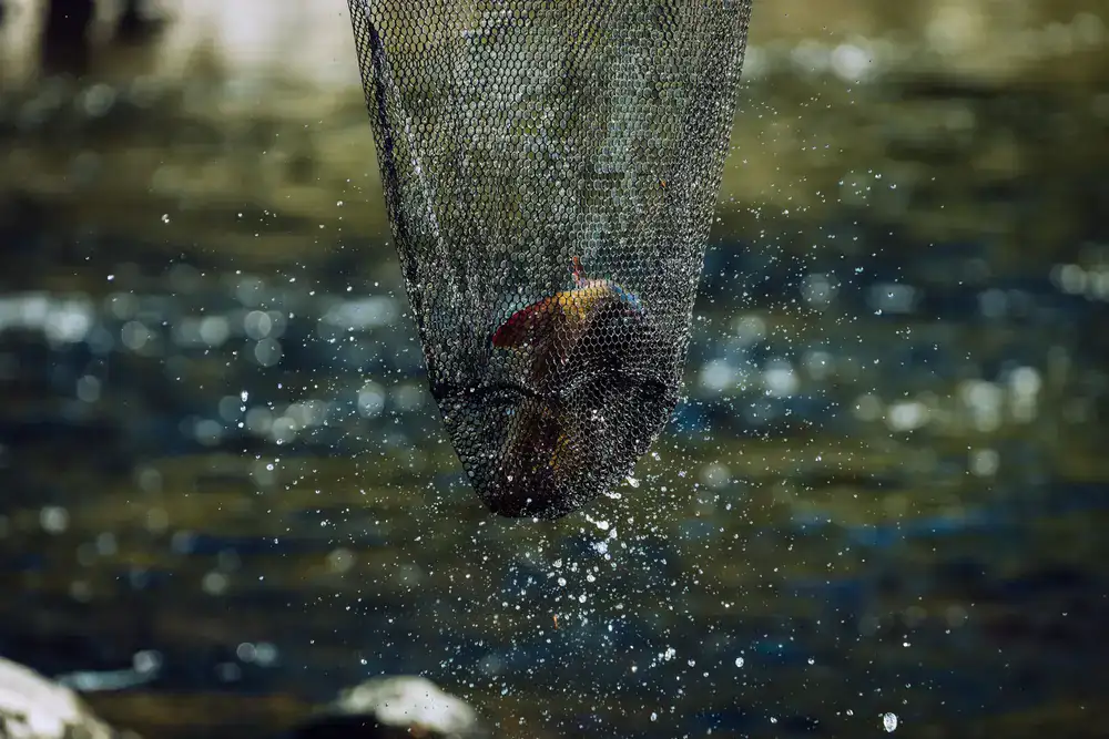Golden trout leaping out of the water in a fishing simulator